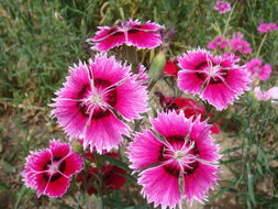 花卉世界网 花悦园艺产品展示，绽放自然之美