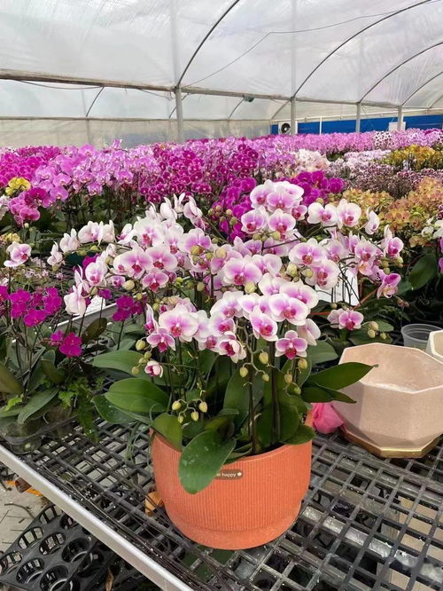 花满金陵，美好生活 2022南京精品年宵花展芬芳启幕