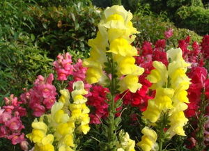 金鱼草 花中精品的独特魅力