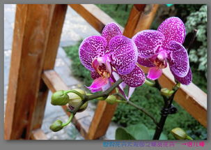 精品荟萃，一园芳菲——棒棒出品之世界花卉大观园精品花卉园一赏析