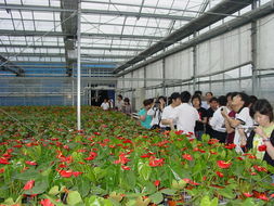 从“汗水农业”到“智慧农业” 探访现代花卉工厂的生产革命