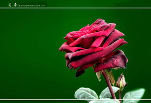 首拍商品花卉 月季的选购与养护全攻略