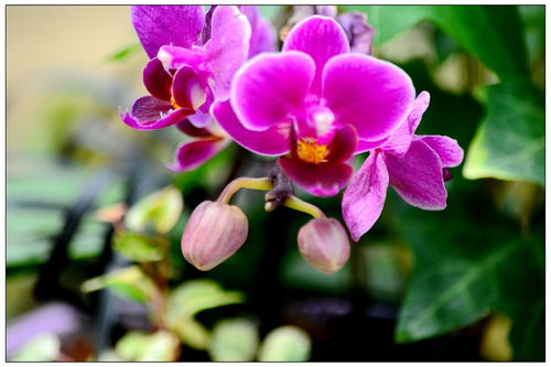 花卉组曲 自然与人文的交响