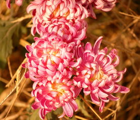 风雨无乡，微距花卉中的坚韧与绚烂